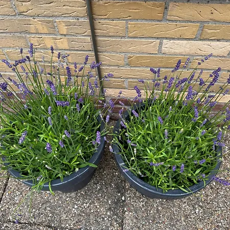 Zon Zee En Duin Egmond Strandhuisje Apartment Egmond aan Zee