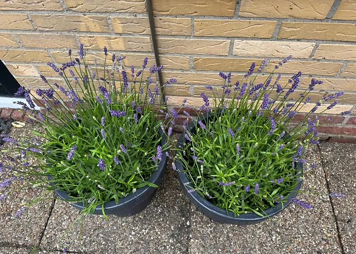 Zon Zee En Duin Egmond Strandhuisje דירה אגמונד אן זי